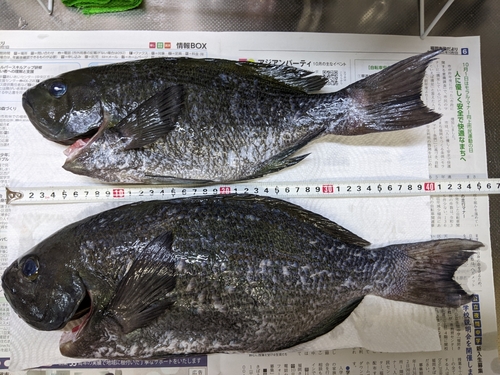 メジナの釣果