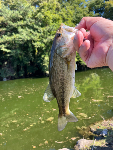 ラージマウスバスの釣果