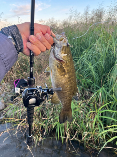 スモールマウスバスの釣果