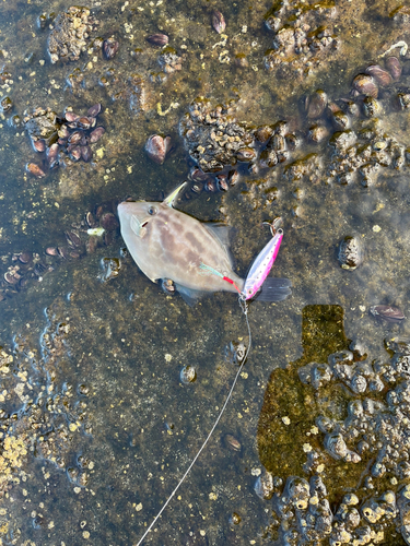 カワハギの釣果