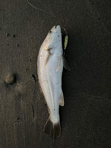 イシモチの釣果