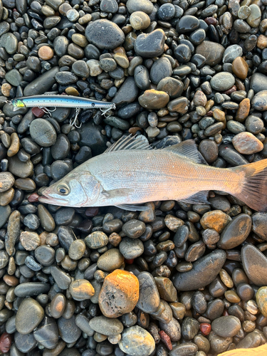 セイゴ（ヒラスズキ）の釣果