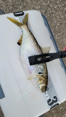 コノシロの釣果