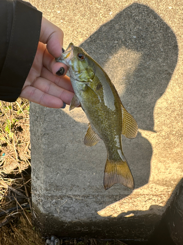 スモールマウスバスの釣果