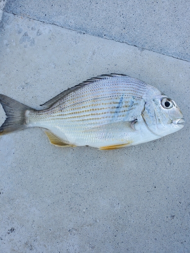 ヘダイの釣果