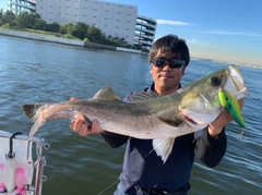 スズキの釣果