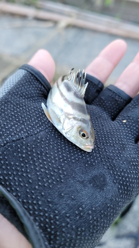 コトヒキの釣果