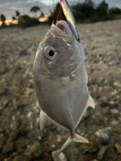 ガーラの釣果