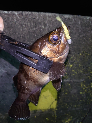 メバルの釣果