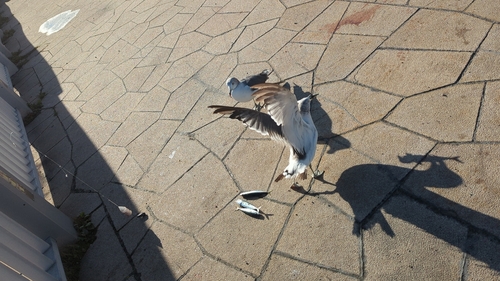 サバの釣果