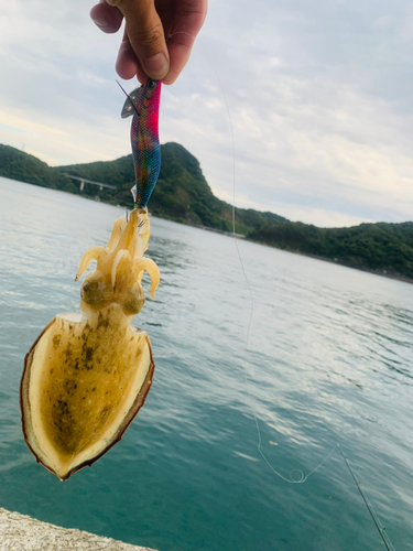 コウイカの釣果