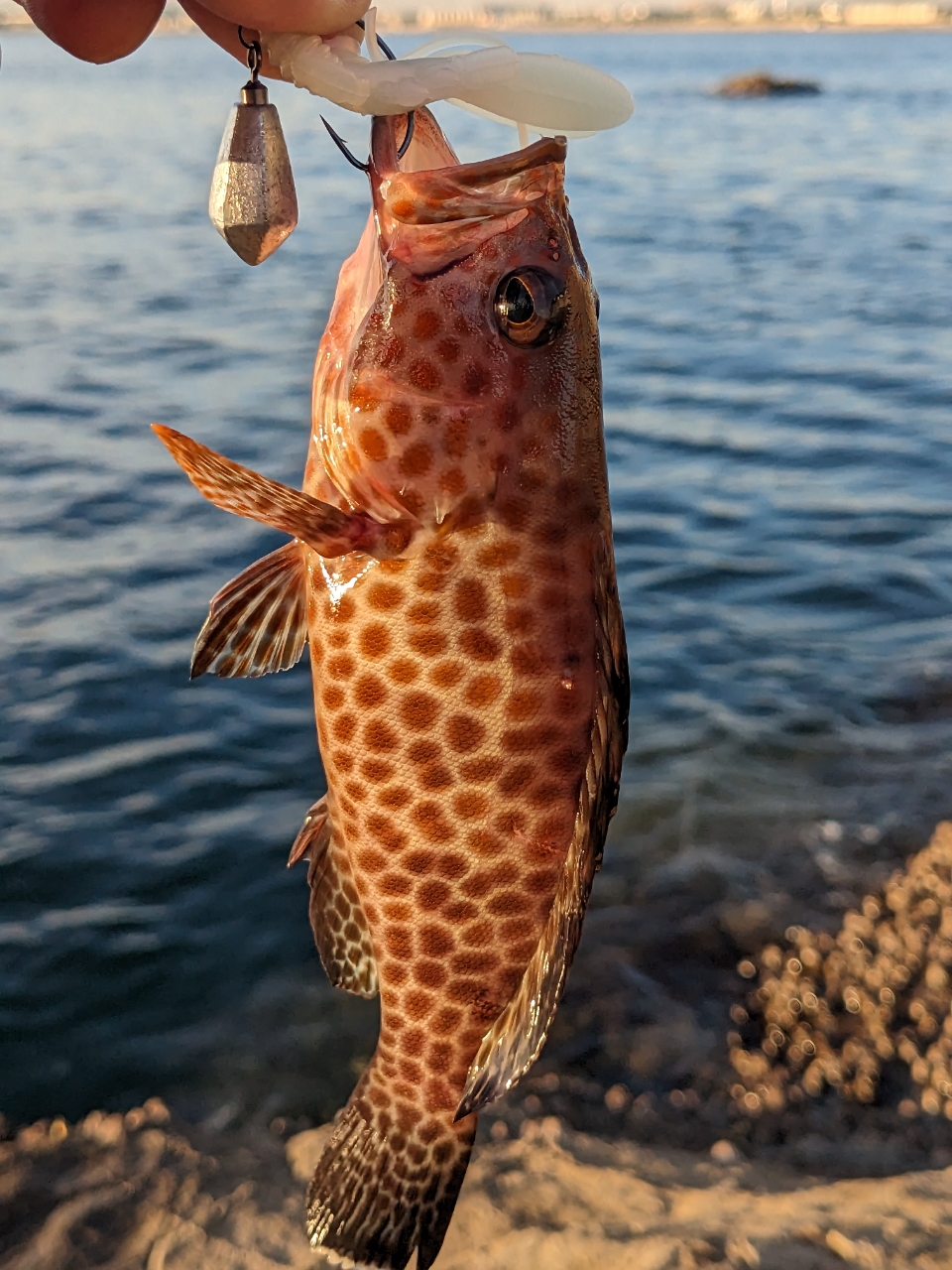 オオモンハタ