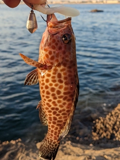 オオモンハタの釣果