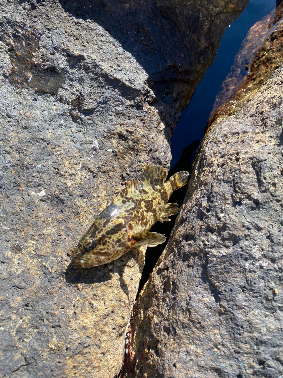 タケノコメバル