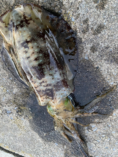 アオリイカの釣果