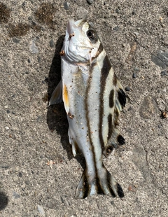 コトヒキの釣果