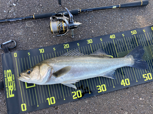 シーバスの釣果