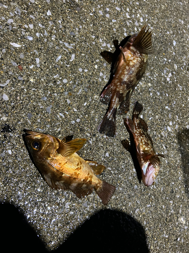 カサゴの釣果