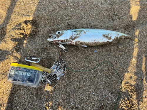 サバの釣果