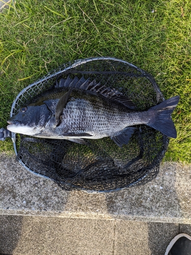 クロダイの釣果