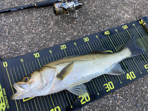 シーバスの釣果