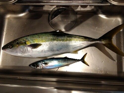 ワラサの釣果