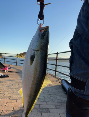 ハマチの釣果