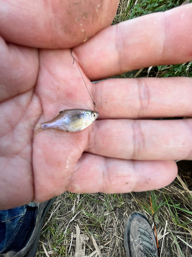 タイリクバラタナゴの釣果