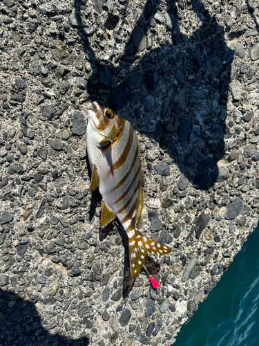 タカノハダイの釣果