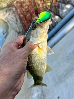 ブラックバスの釣果