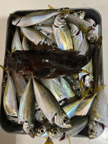 アジの釣果