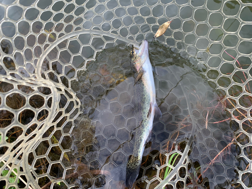 ニジマスの釣果