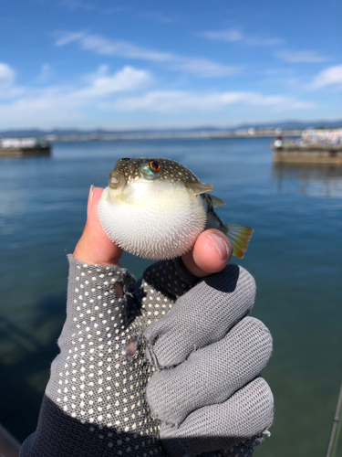 フグの釣果