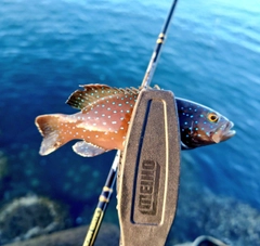 アオノメハタの釣果