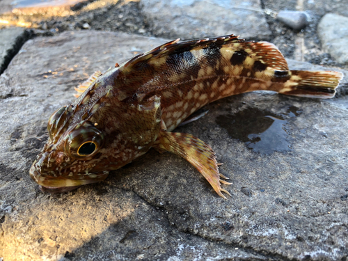 カサゴの釣果