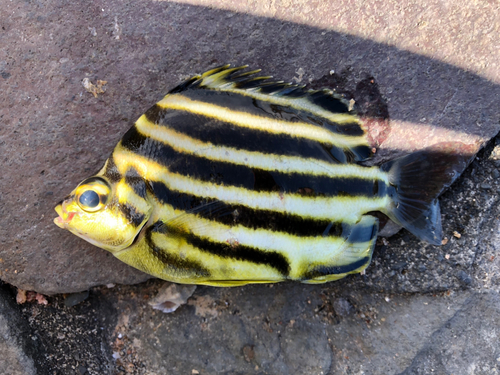 カゴカキダイの釣果