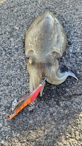 コウイカの釣果