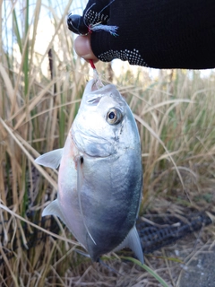 ロウニンアジの釣果