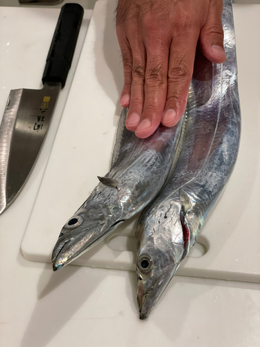 タチウオの釣果