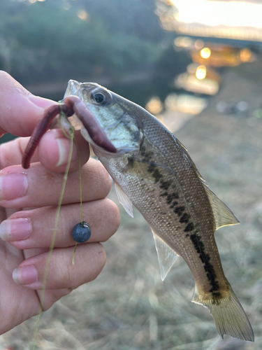 ブラックバスの釣果