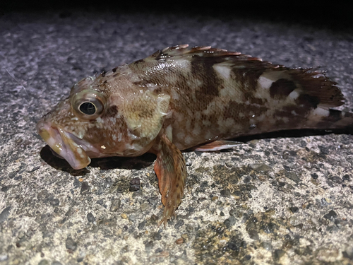 カサゴの釣果