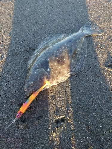 ソゲの釣果