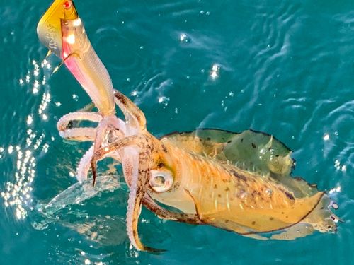 アオリイカの釣果