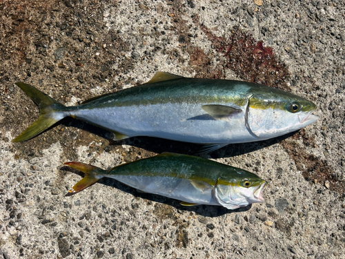 メジロの釣果