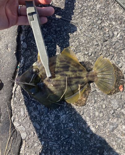 カワハギの釣果