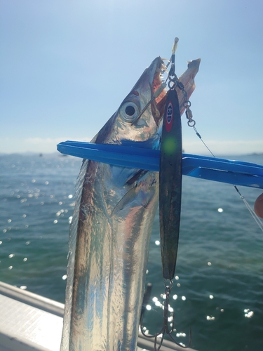 タチウオの釣果