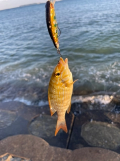 ハマフエフキの釣果