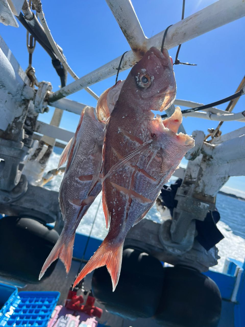 ファンタグレープさんの釣果 2枚目の画像