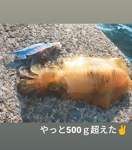 アオリイカの釣果