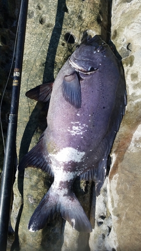 イシダイの釣果